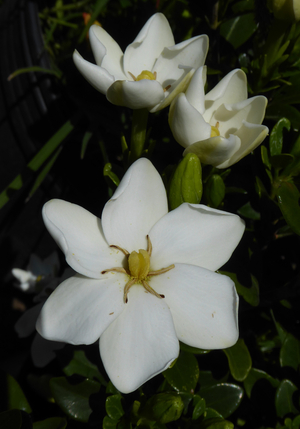 Kleim's Hardy Gardenia, Gardenia jasminoides 'Kleim's Hardy'